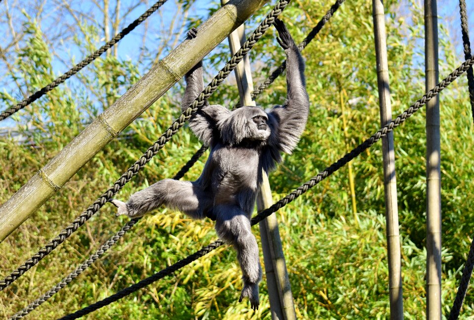Monkey silver grey