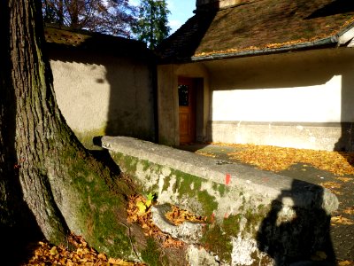 Baum kapuziner solothurn