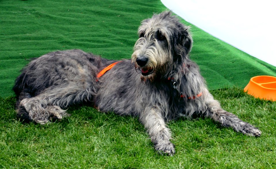 Bavaria Dog 2011 010