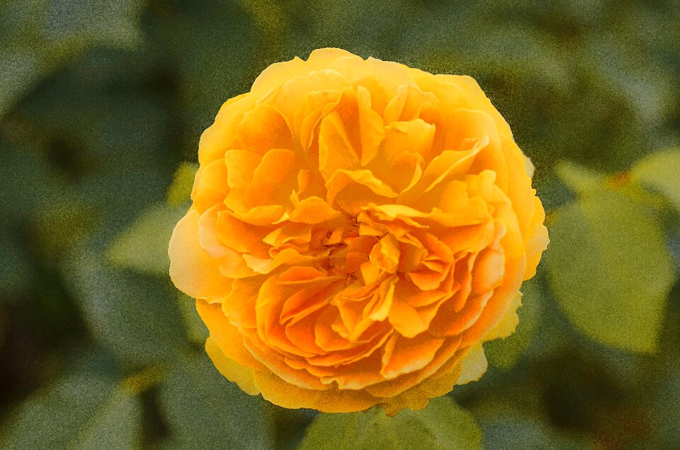 Spring petal blossom