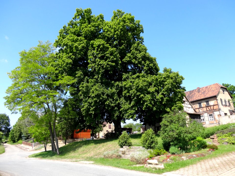 Baum neben der Kirche von Hohendorf, Bürgel, Thüringen