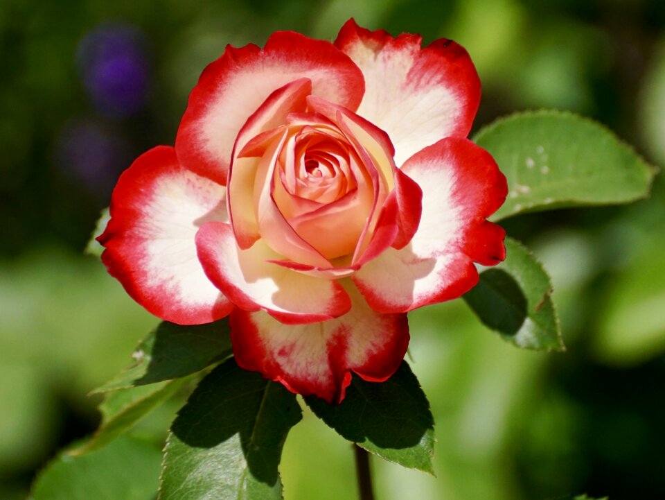 Flower nature rose blooms