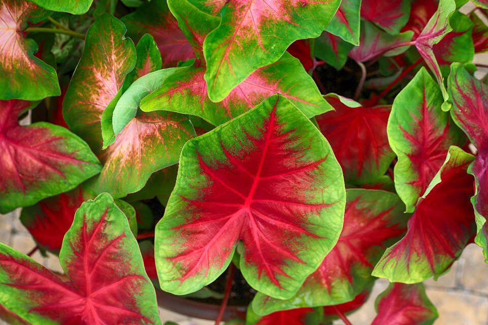 Lush healthy plant