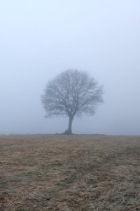 Baum im Nebel bei Dorfmark (1)