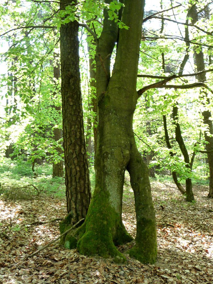Baum bei der Totenkopfhuette 02