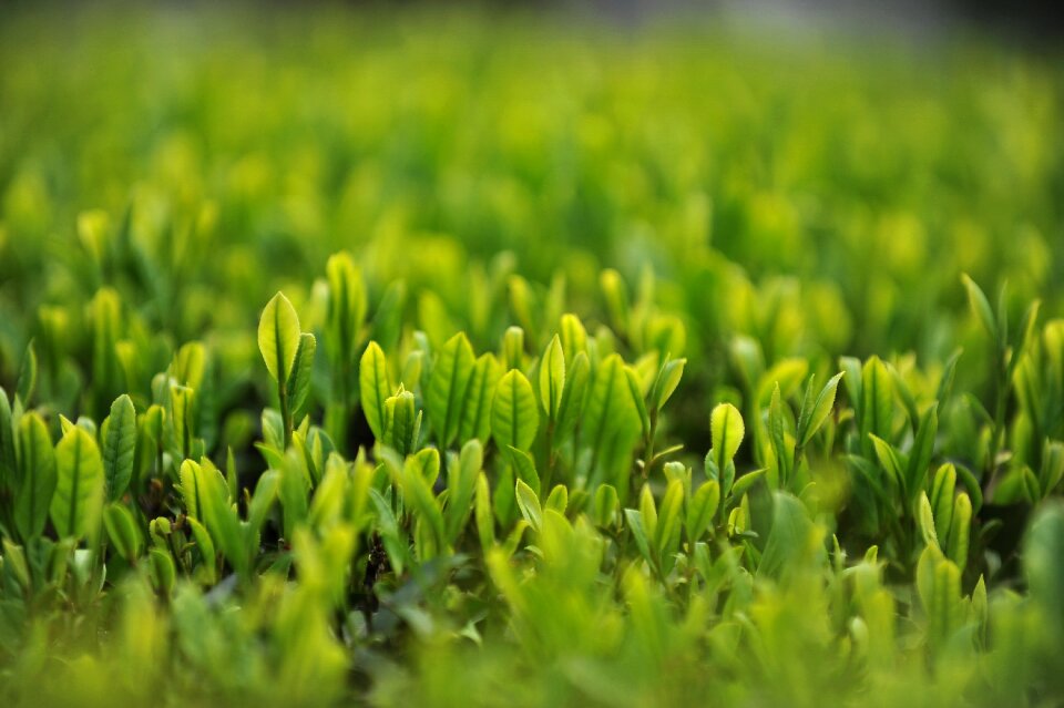 Tea garden tea green tea