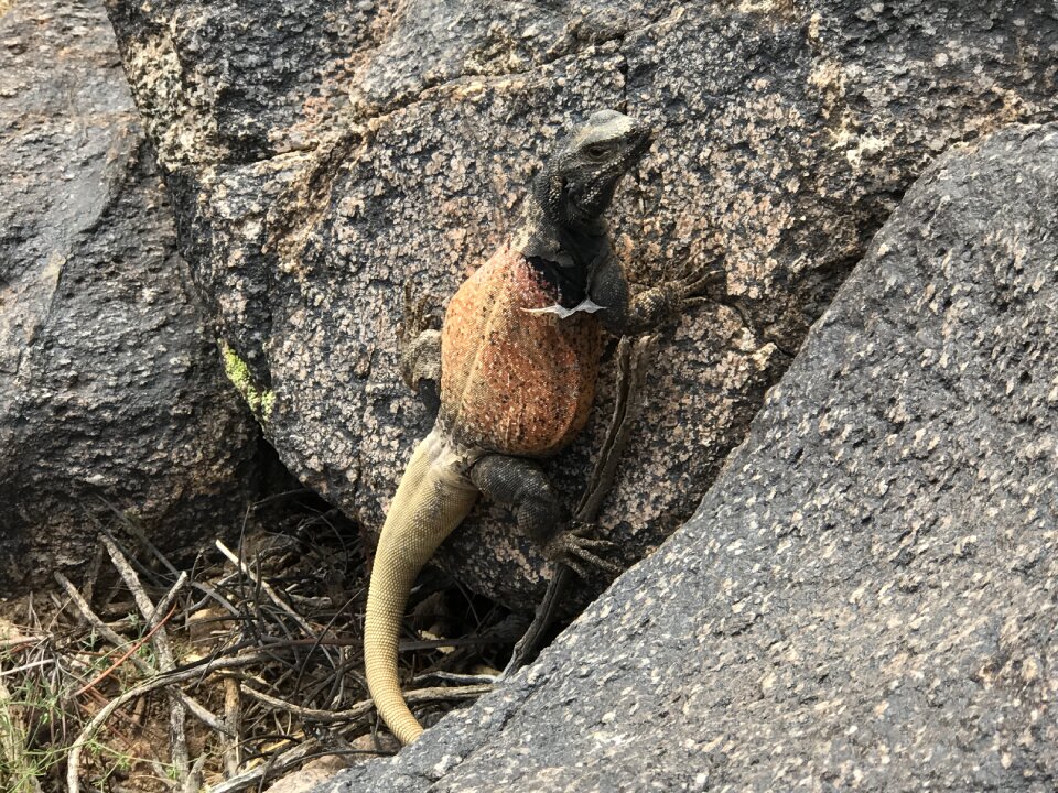 Wildlife sauromalus scales