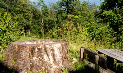 Baumstumpf Linde Gnadenwald