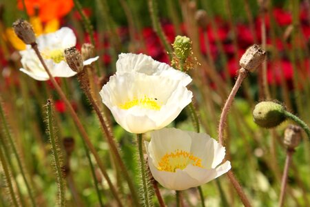 Nature landscape plants