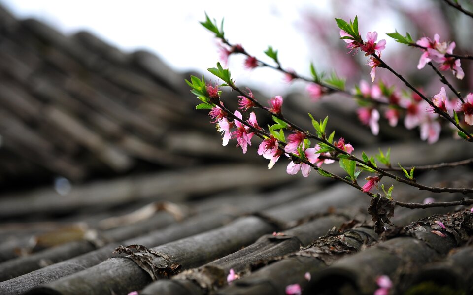 Spring diaojiaolou roof