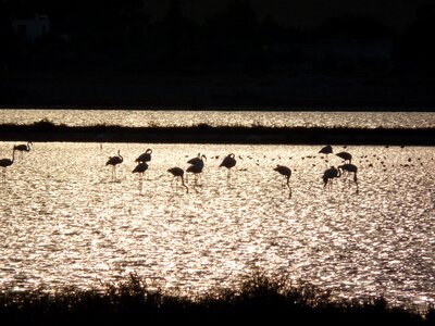 Flamingos cagliari animals sunset animals