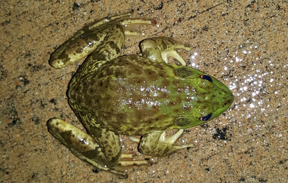 Amphibian frog's legs croak photo