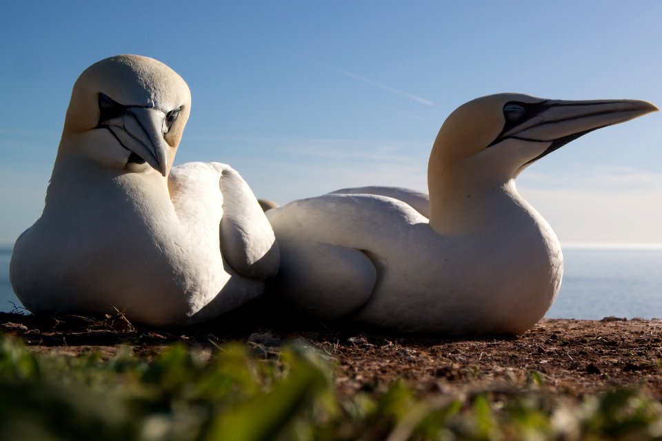 Basstölpel (Helgoland)