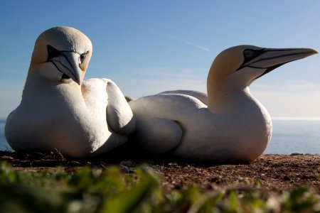 Basstölpel (Helgoland) photo