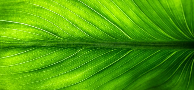 Plants veins translucent