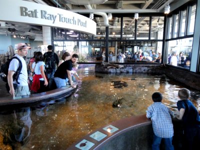 Bat Ray Touch Pool - MBA - DSC06970
