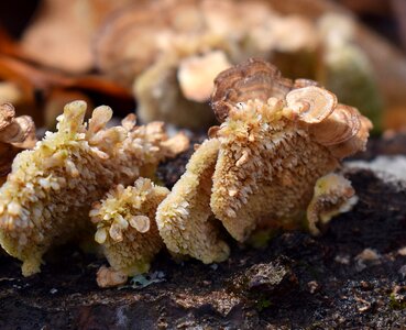 Fungi plant nature photo