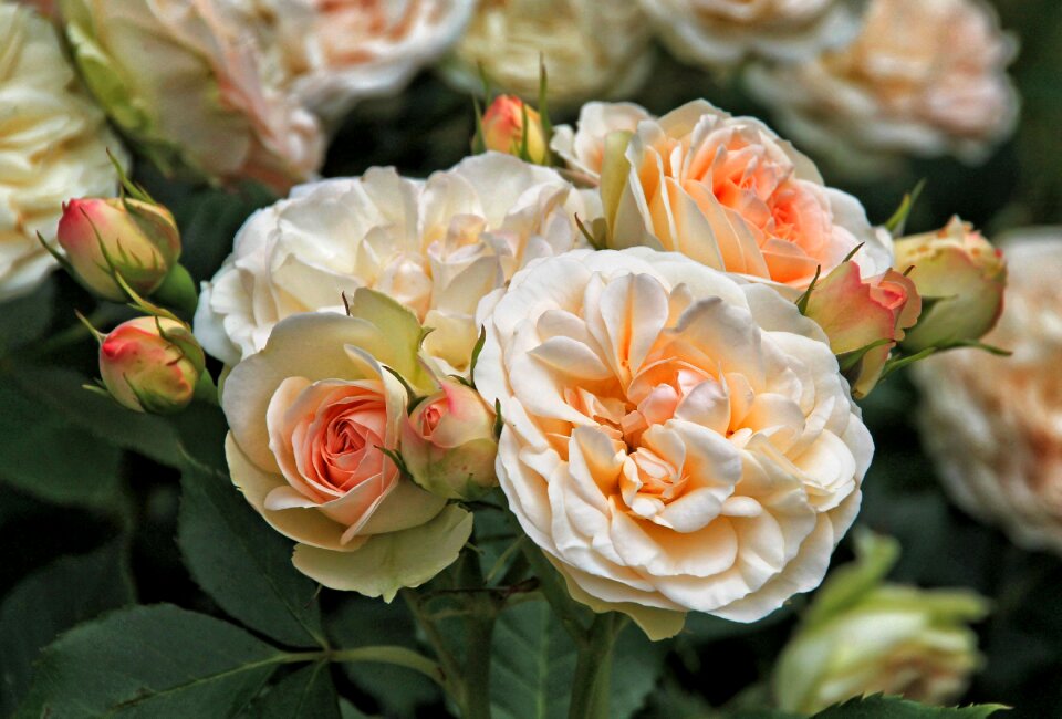 Nature garden roses blossom