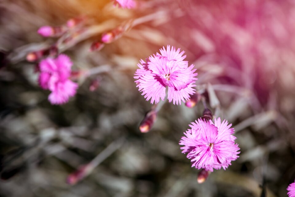 Stone garden heather-clove close up