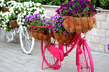 Uae dubai miracle garden style