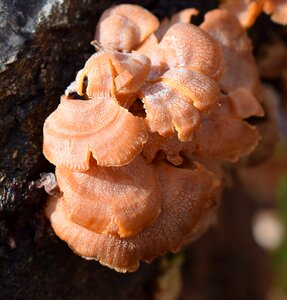 Fungi log nature