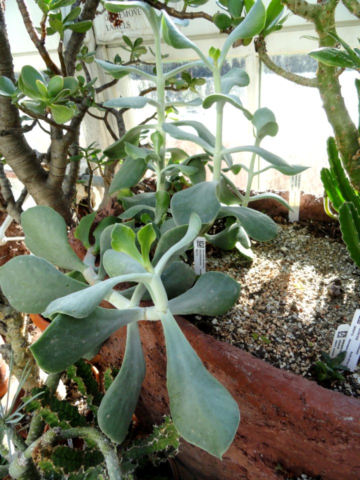 Baynesia lophophora - Lyman Plant House, Smith College - DSC04317