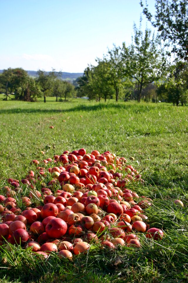 Fruits red vitamins