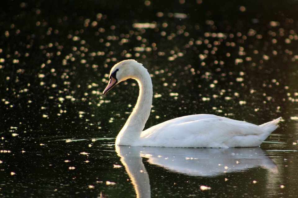 Swan nature lake katherine