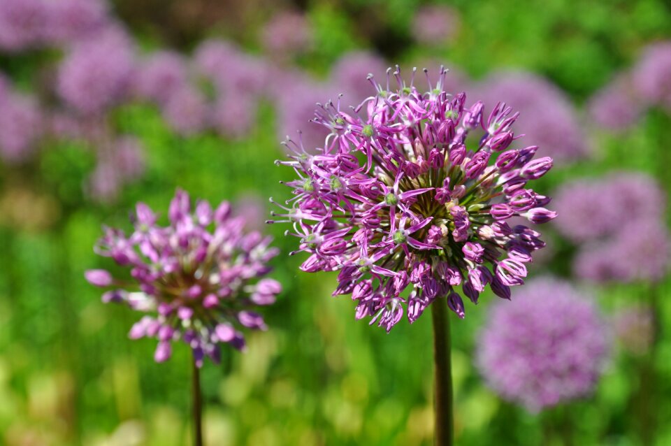 Violet garden flower photo