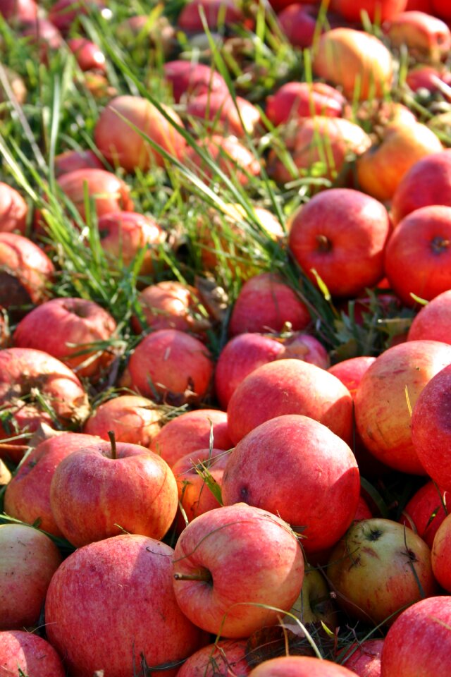Fruits red vitamins