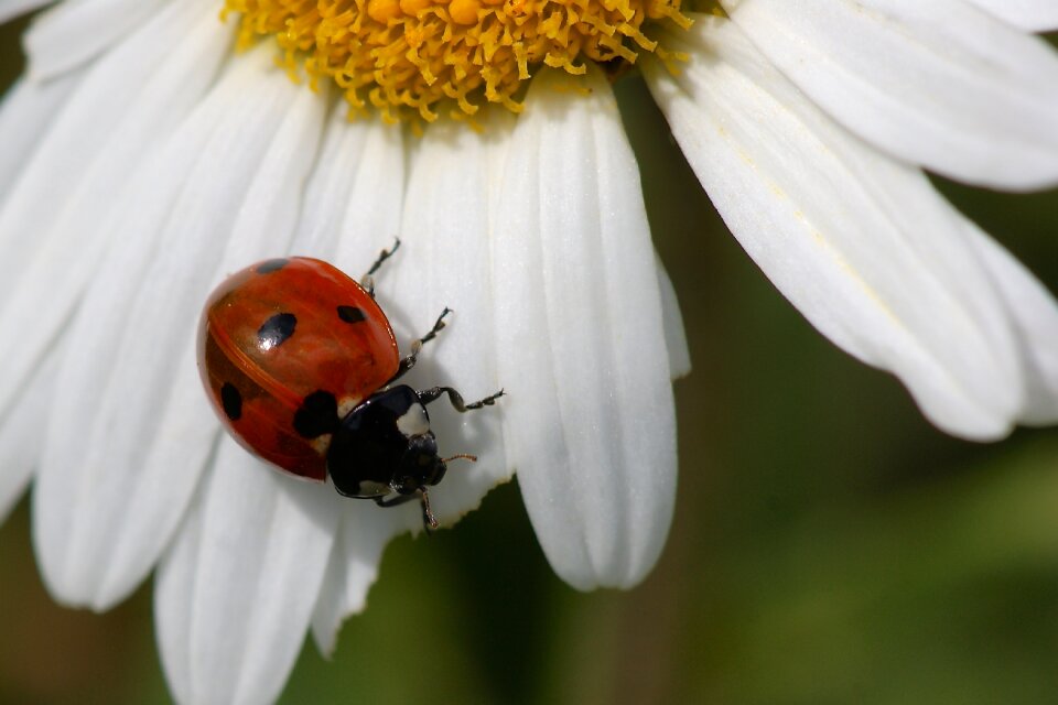 Insect blossom bloom