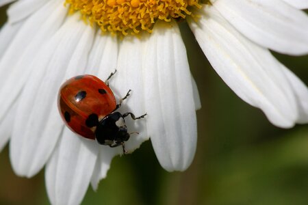 Insect blossom bloom