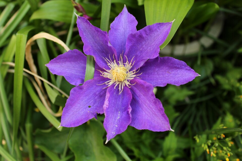 Purple flower xie photo