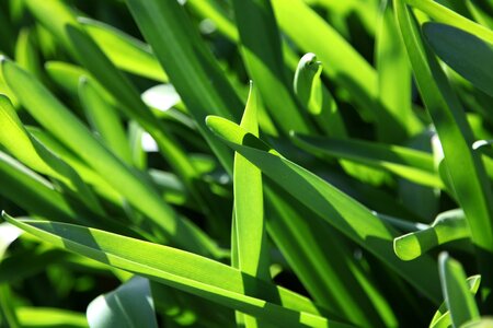 Green grass plant environment