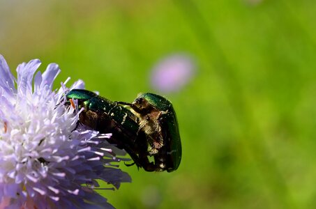 Reproduction green animal