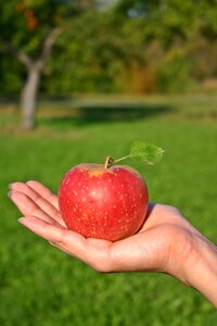 Vitamins red apple delicious