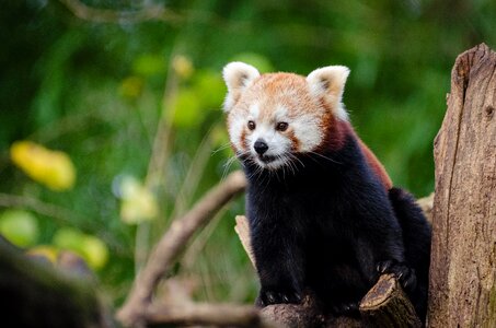 Red panda tree wildlife photo