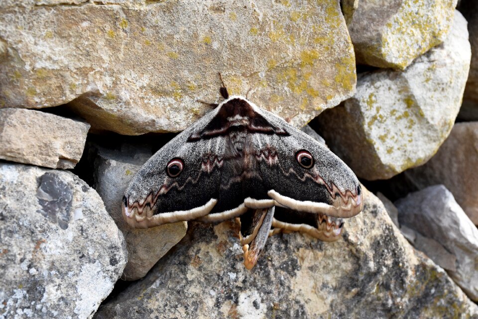 Butterfly nature animal