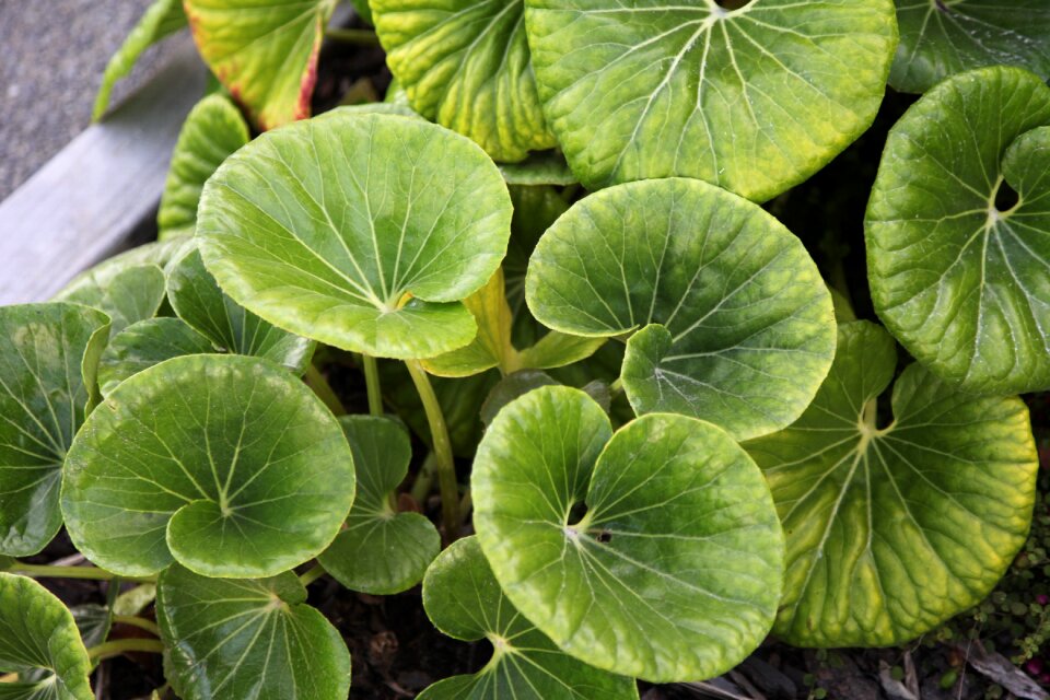 Plant natural leaf