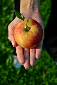 Vitamins red apple delicious