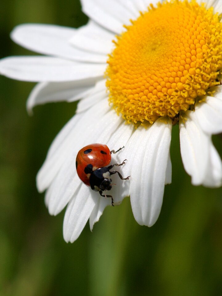 Insect blossom bloom