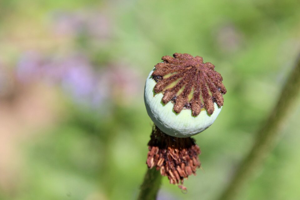 Green flower green stamp