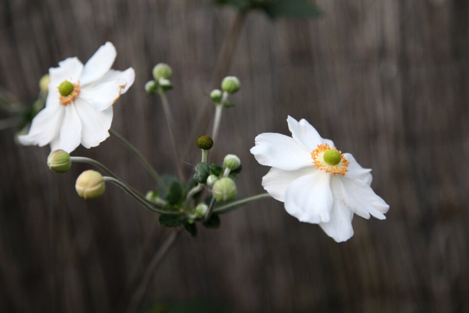 Blossom white flower white flowers