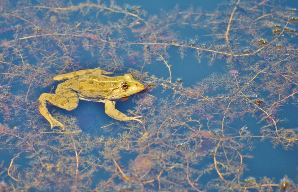 Water aquatic animal water frog