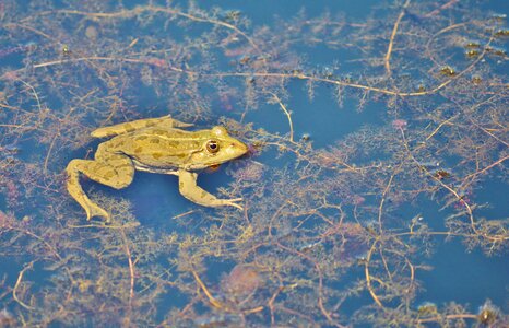 Water aquatic animal water frog
