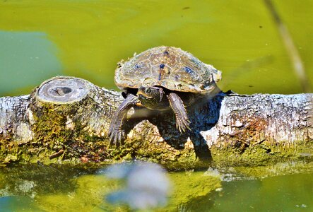 Tortoise shell animal water photo