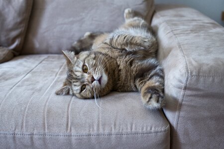 The british cat cute the domestic cat photo