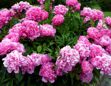 Spring petals pink