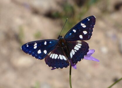 Nimfa mediterrània wild flower libar