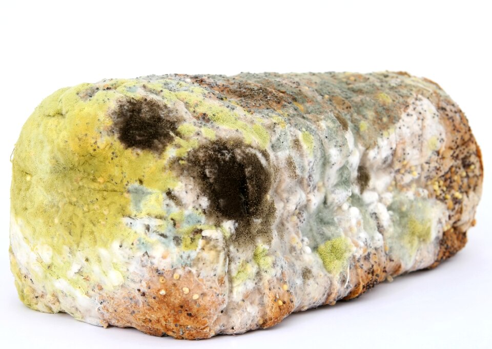 Biology bread breakfast